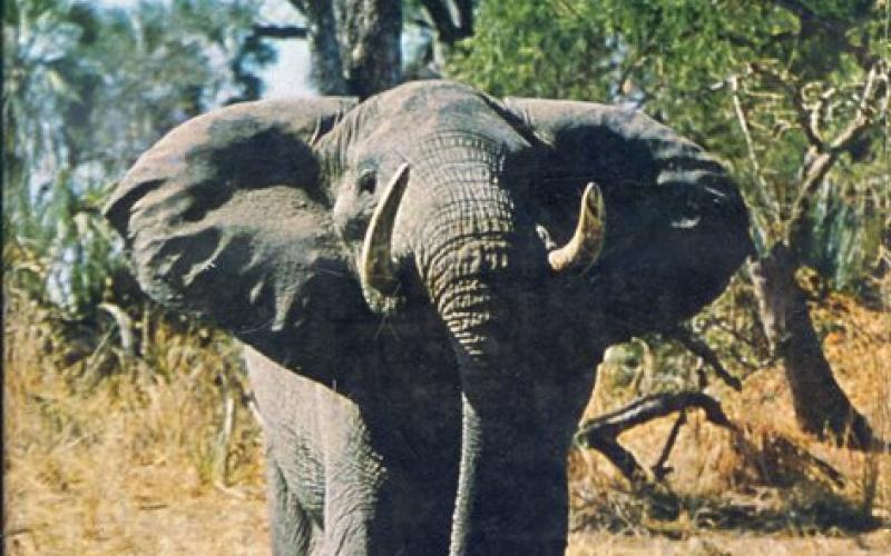 Front cover of Gorongosa by Joao Augusto Silva