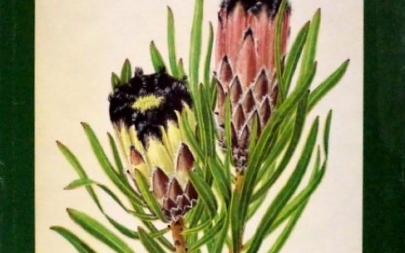 Front cover of The Proteas of Southern Africa by J. P. Rourke