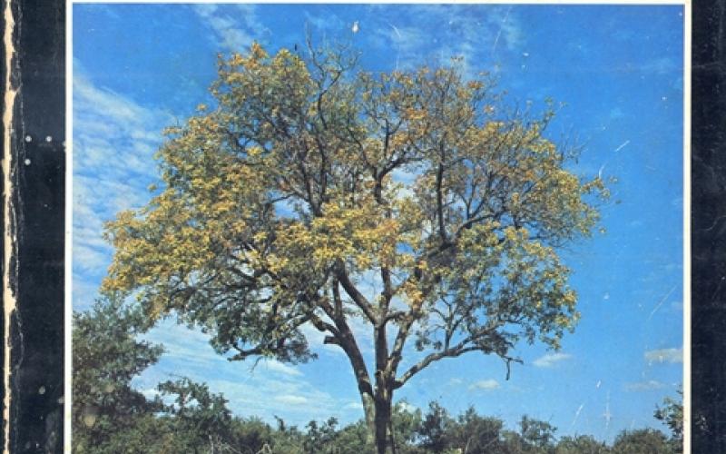 Front cover of Trees of the Kruger National Park Volume I & II by P. Van Wyk