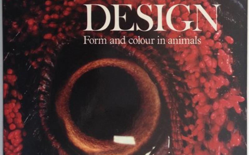 Front Cover of The Grand Design by Sally Foy