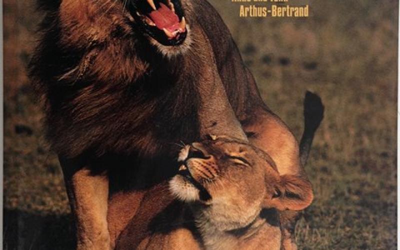 Front Cover of Lions by Anne and Yann Arthus-Bertrand