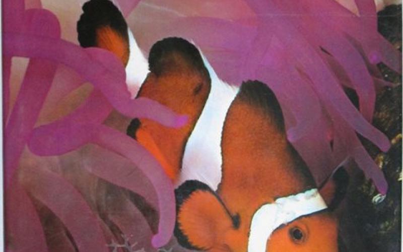 Front cover of The Ocean World by Jacques Cousteau