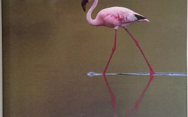 Front Cover of Pink Africa by Nigel Collar 